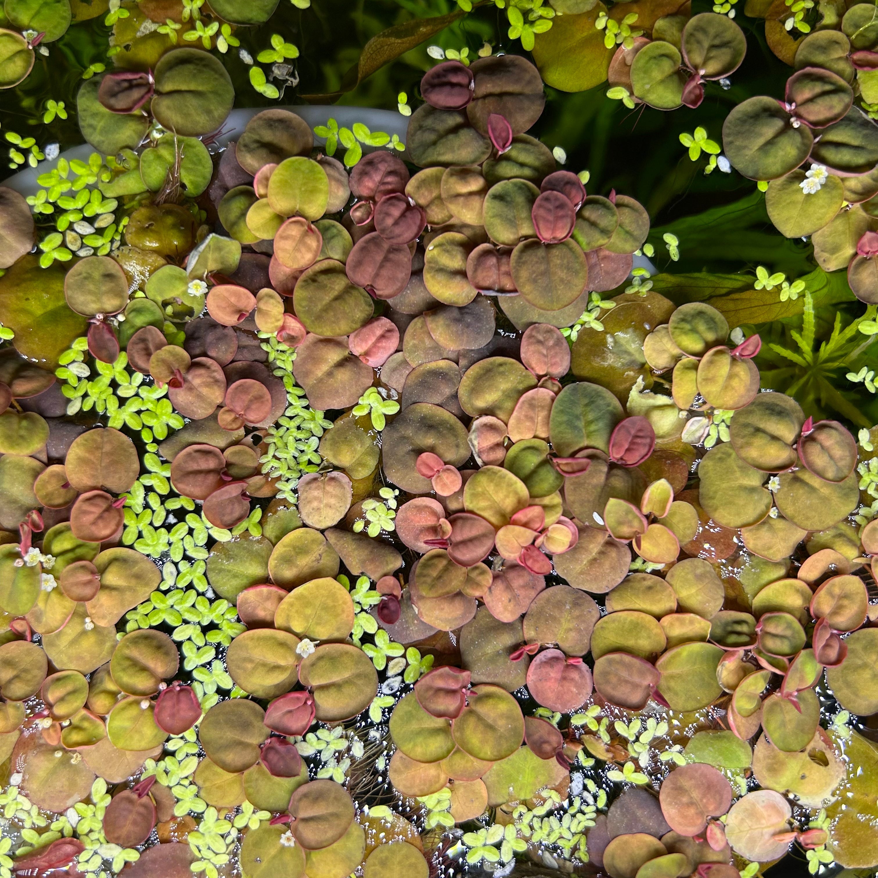 10 Red Root Floaters – JustFishyThing