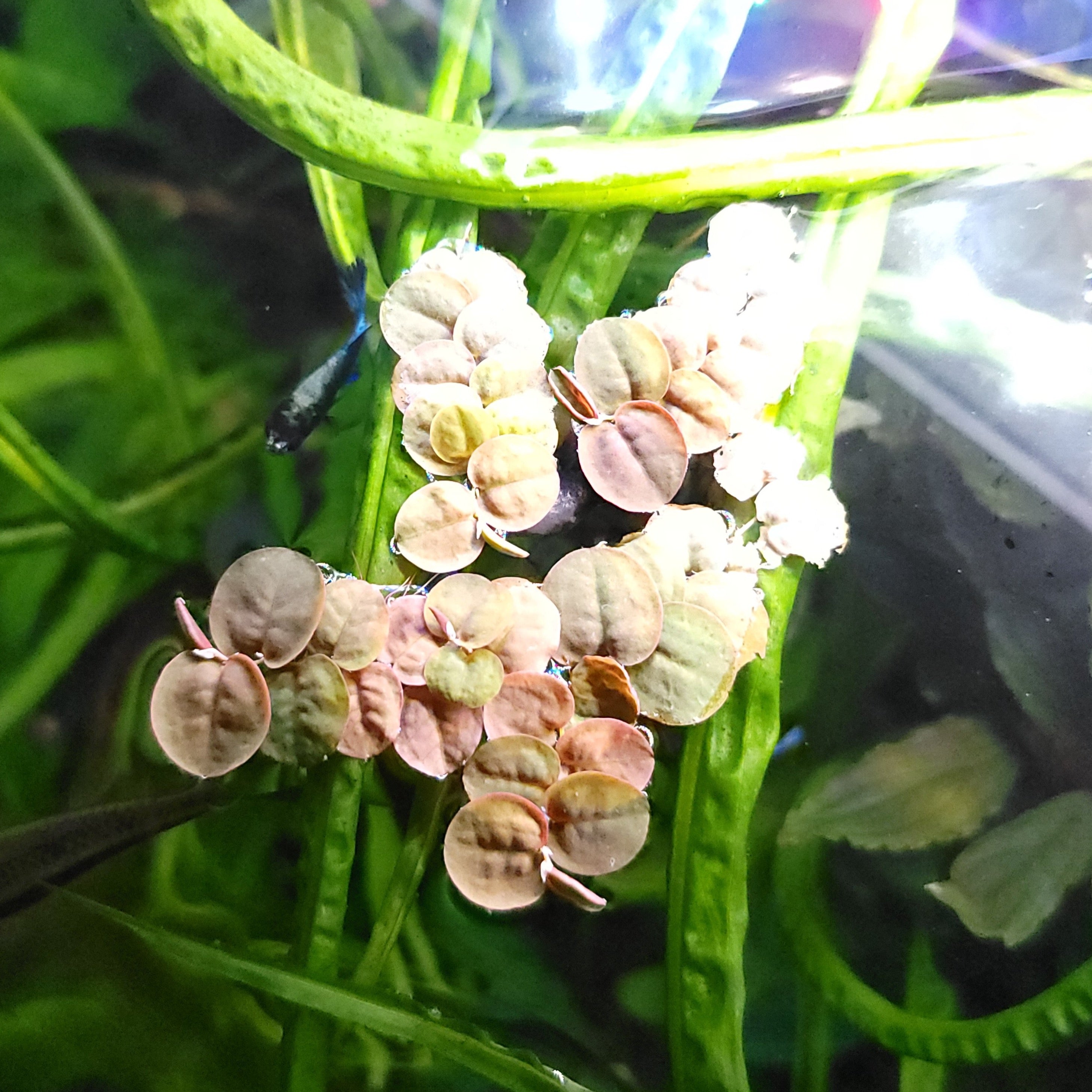 10 Red Root Floaters – JustFishyThing