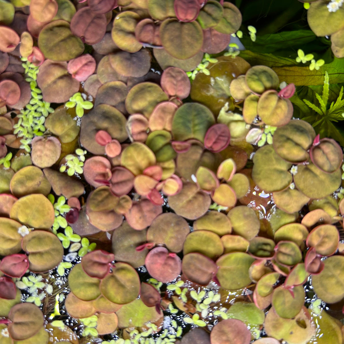 Red Root Floaters