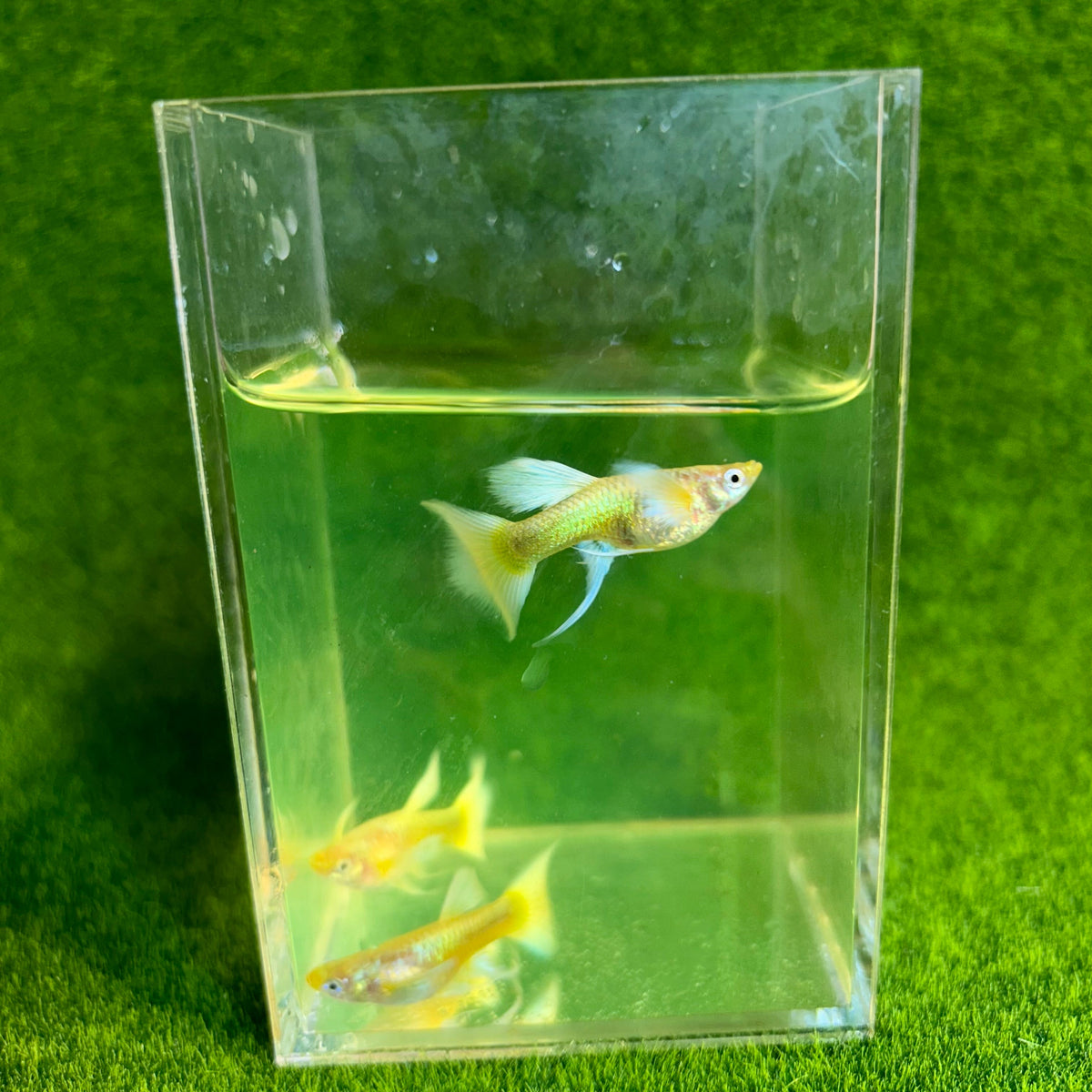 Guppy Fish 24K full gold