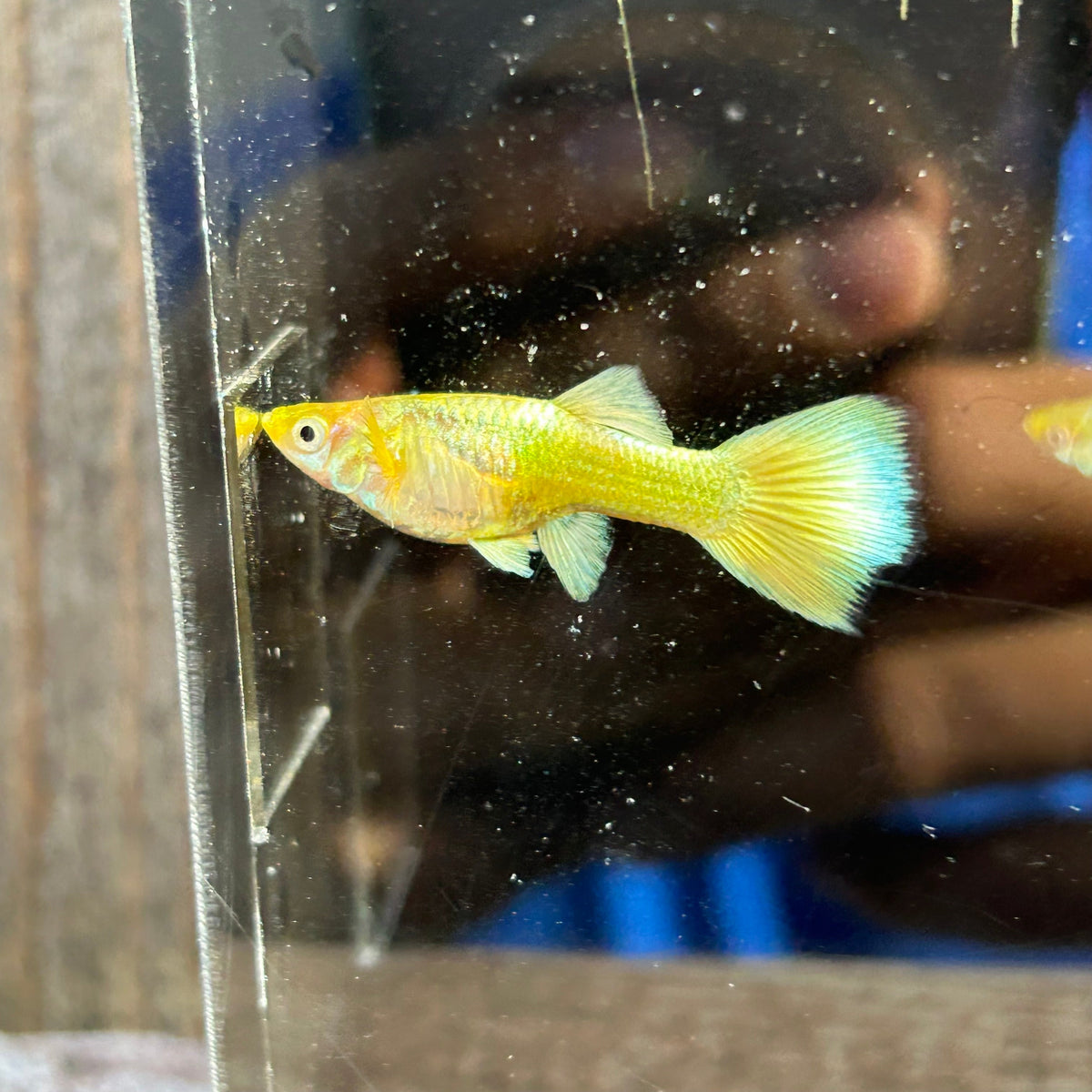 Guppy Fish 24K full gold