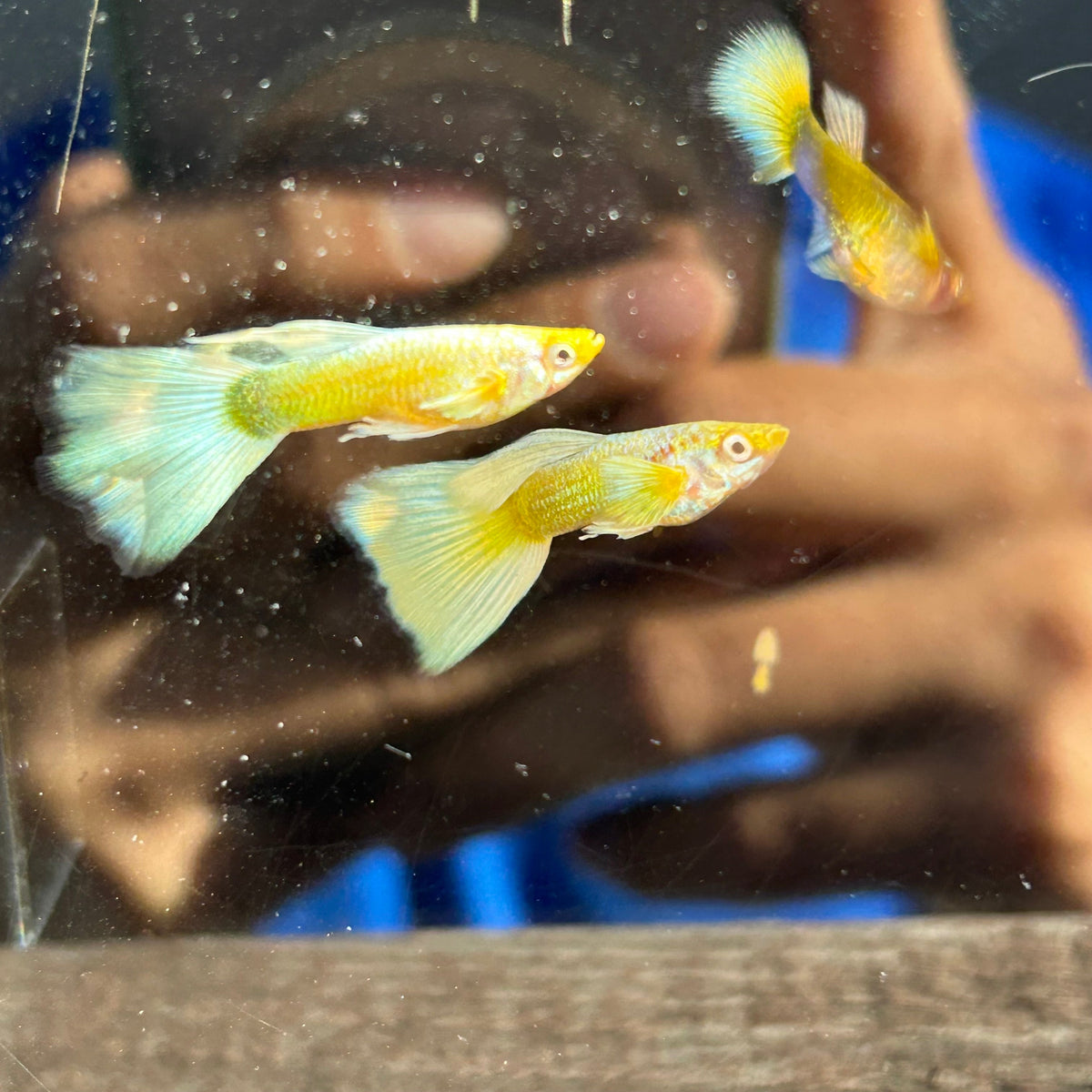 Guppy Fish 24K full gold