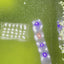 moina green water culture