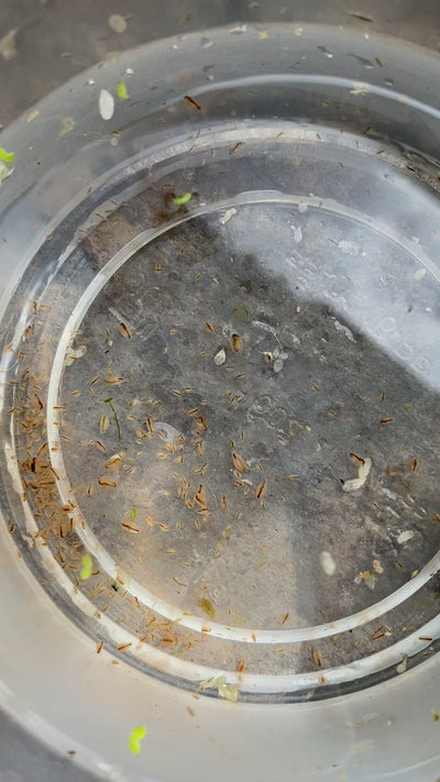 Live Daphnia Start Up Culture