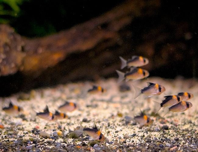 Adolfoi Corydoras