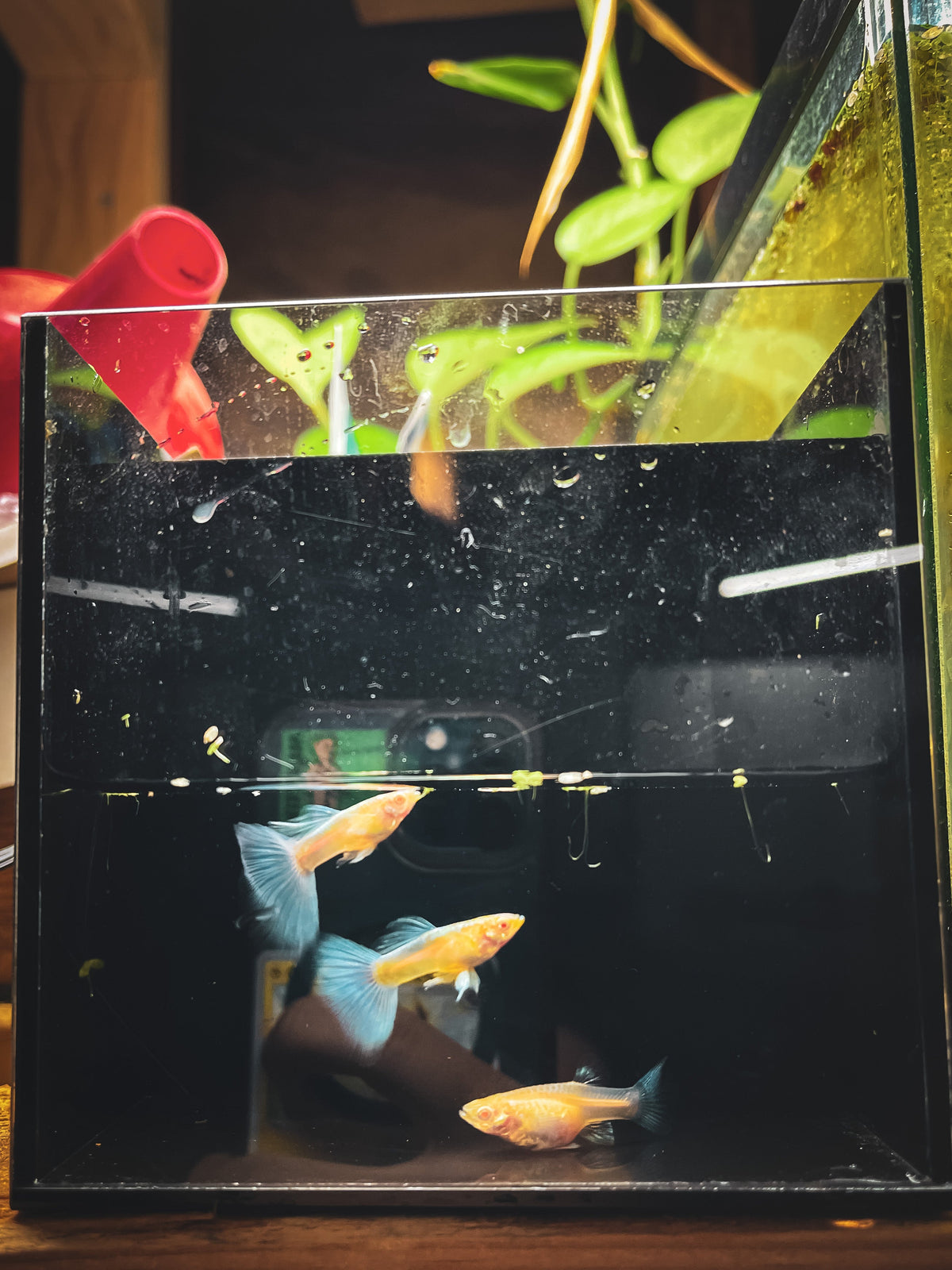 Guppy Fish Albino Blue Topaz