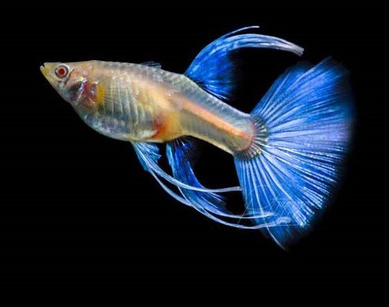 Guppy Fish Albino Blue Topaz