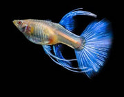 Albino Blue Topaz Guppy