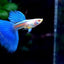 Albino Blue Topaz Guppy