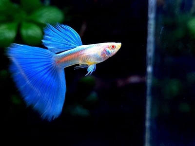 Albino Blue Topaz Guppy