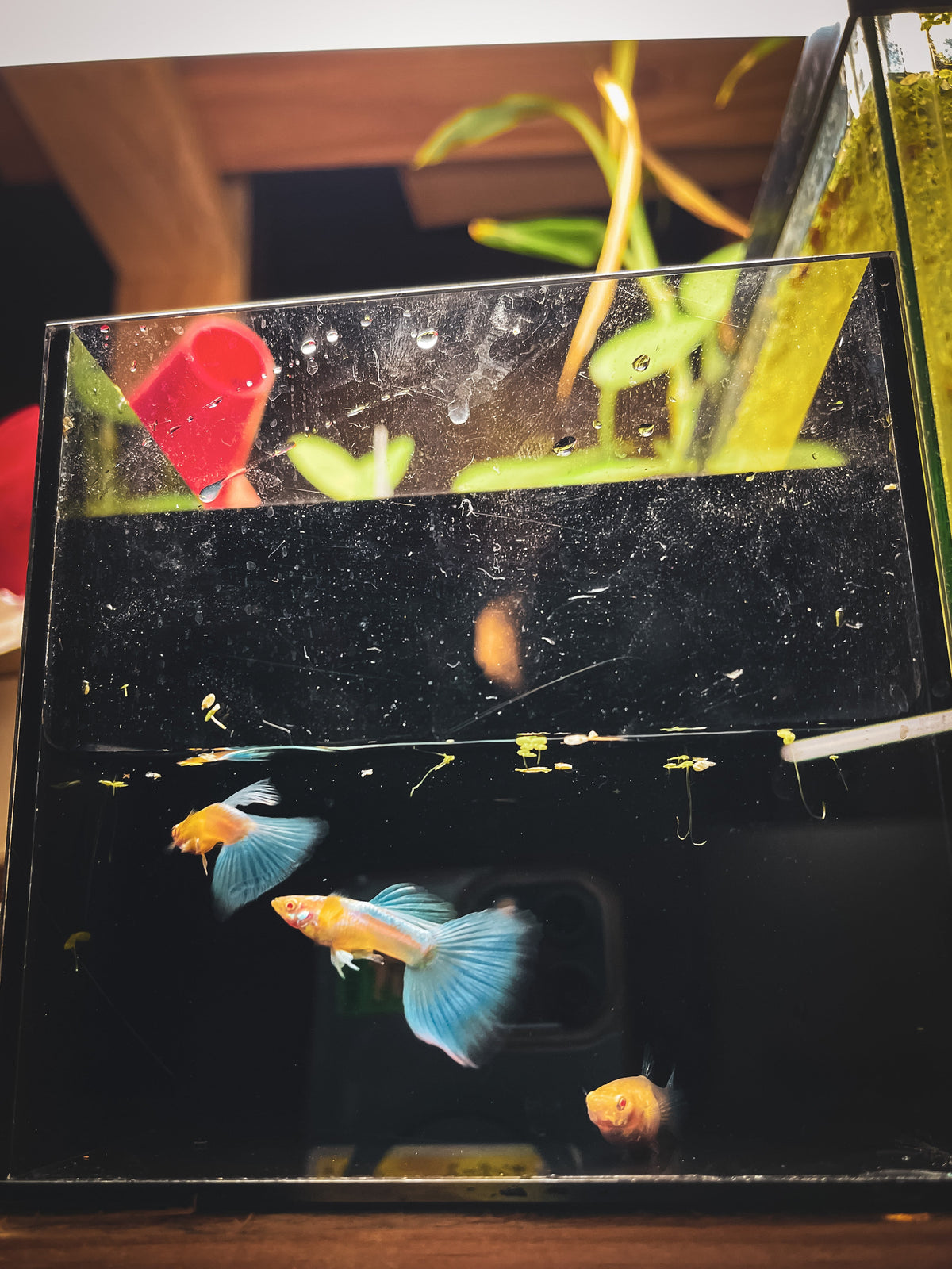 Guppy Fish Albino Blue Topaz
