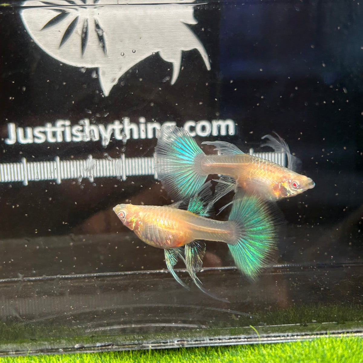 Guppy Fish Albino Blue Topaz