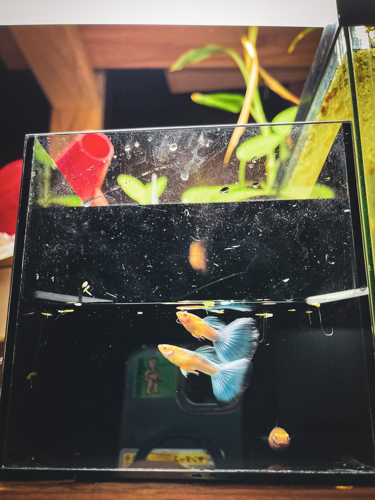 Guppy Fish Albino Blue Topaz