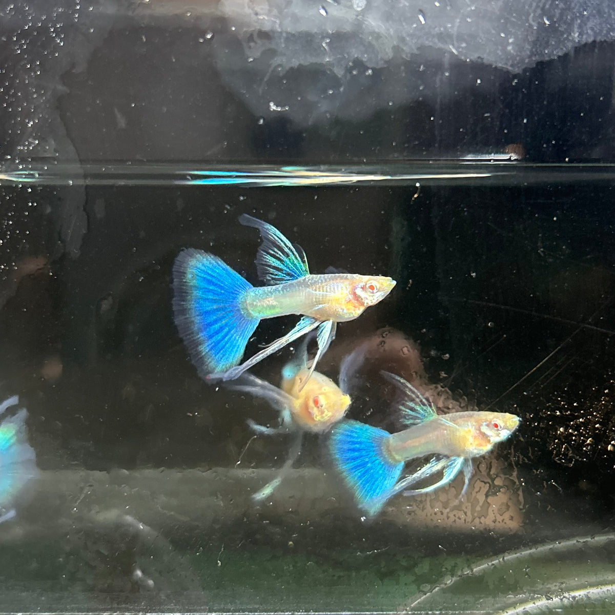 Guppy Fish Albino Blue Topaz