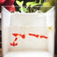 Albino Koi Red Ear Guppy