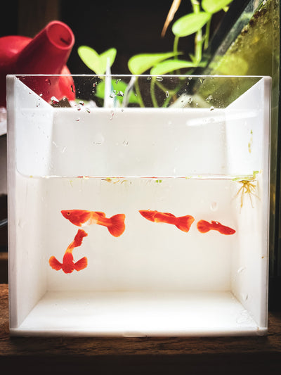 Albino Koi Red Ear Guppy