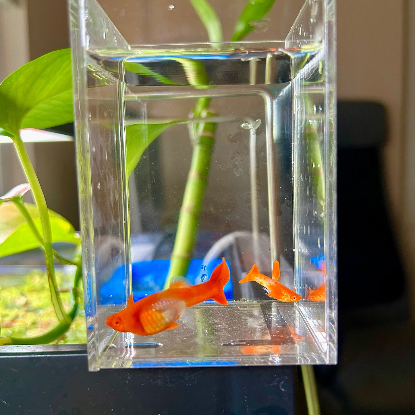 Albino Koi Red Ear Guppy