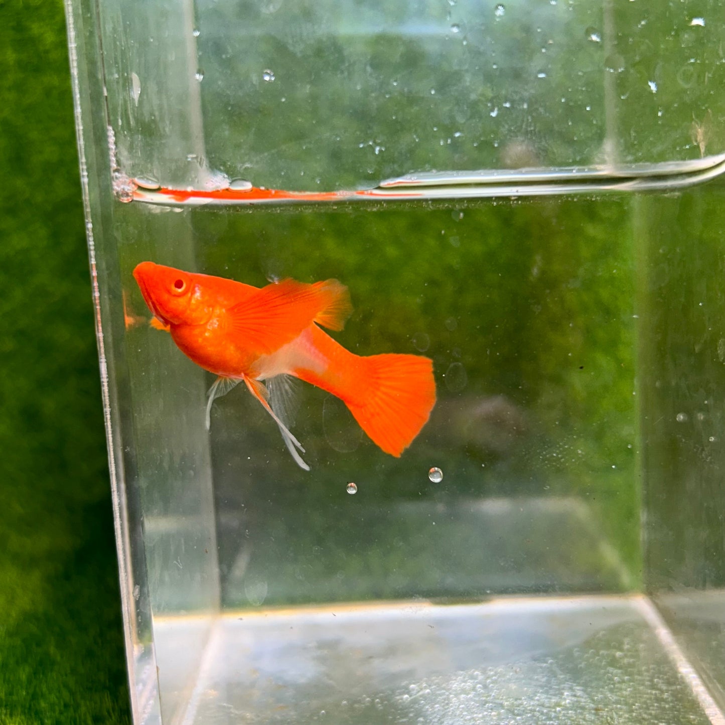 Albino Koi Red Ear Guppy