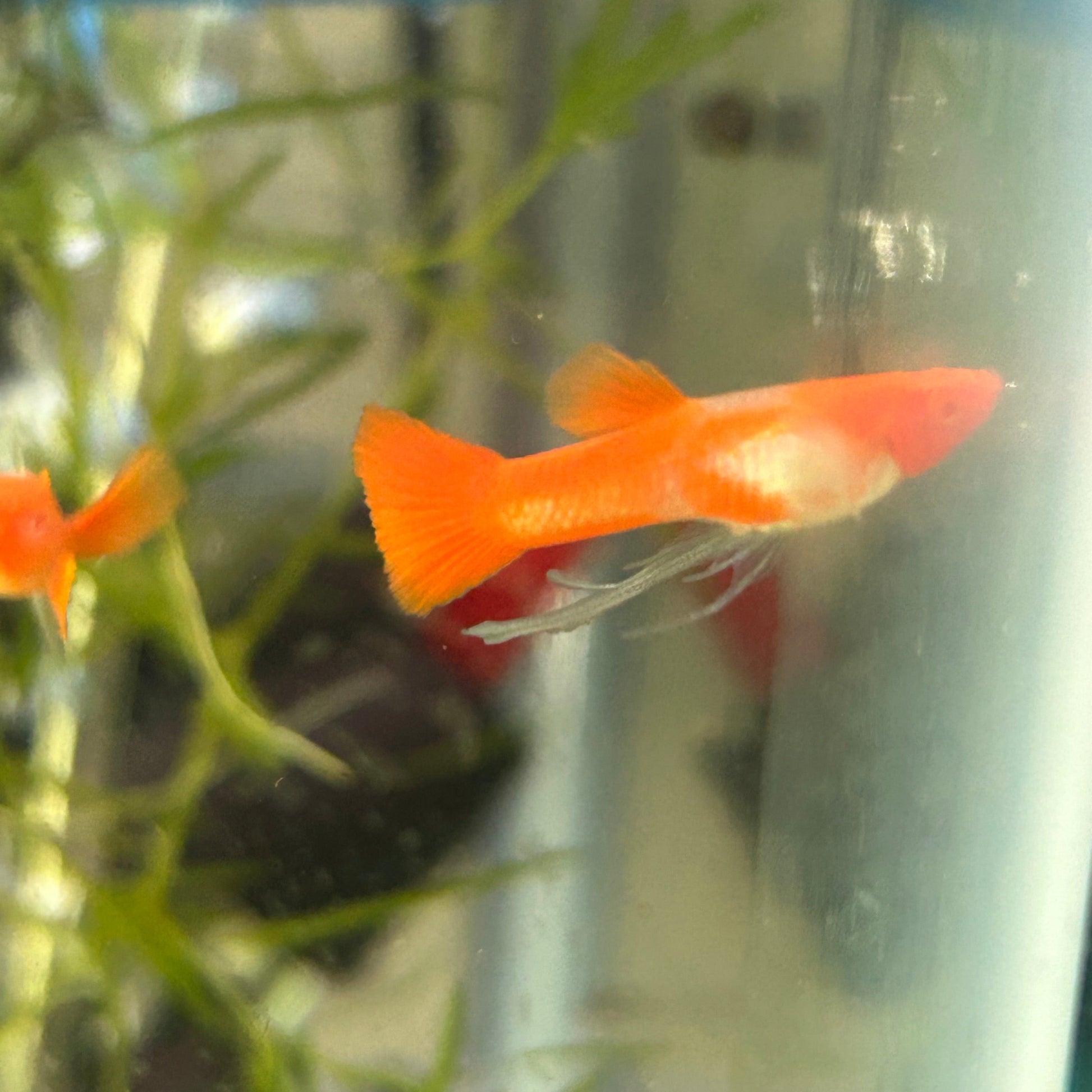 Albino Koi Red Ear Guppy