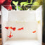 Albino Koi Red Ear Guppy