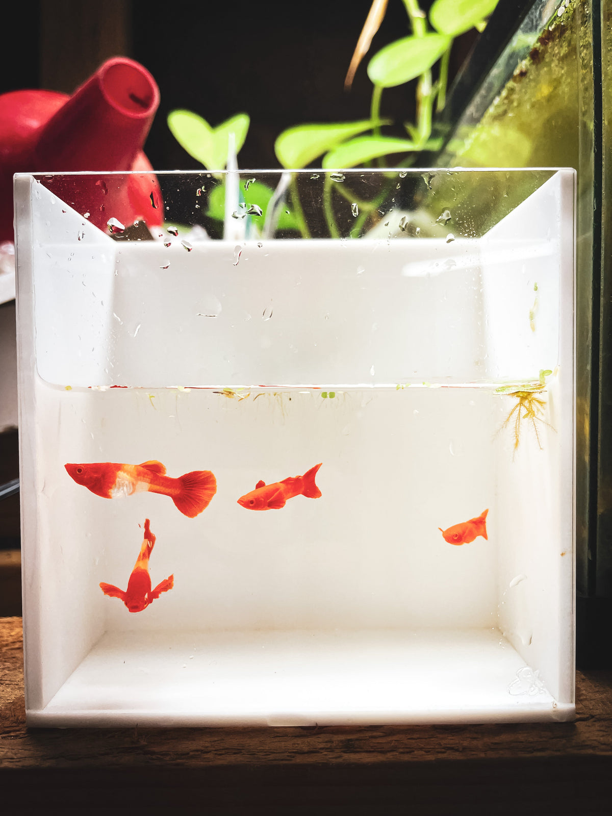 Guppy Fish Albino Koi Red Ear