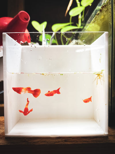 Albino Koi Red Ear Guppy