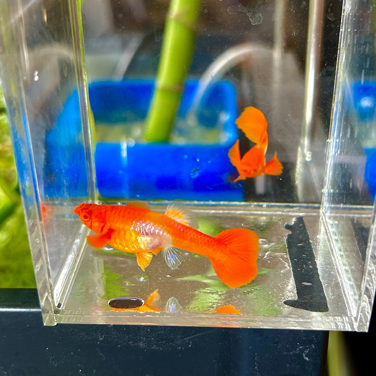 Guppy Fish Albino Koi Red Ear