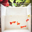 Albino Koi Red Ear Guppy