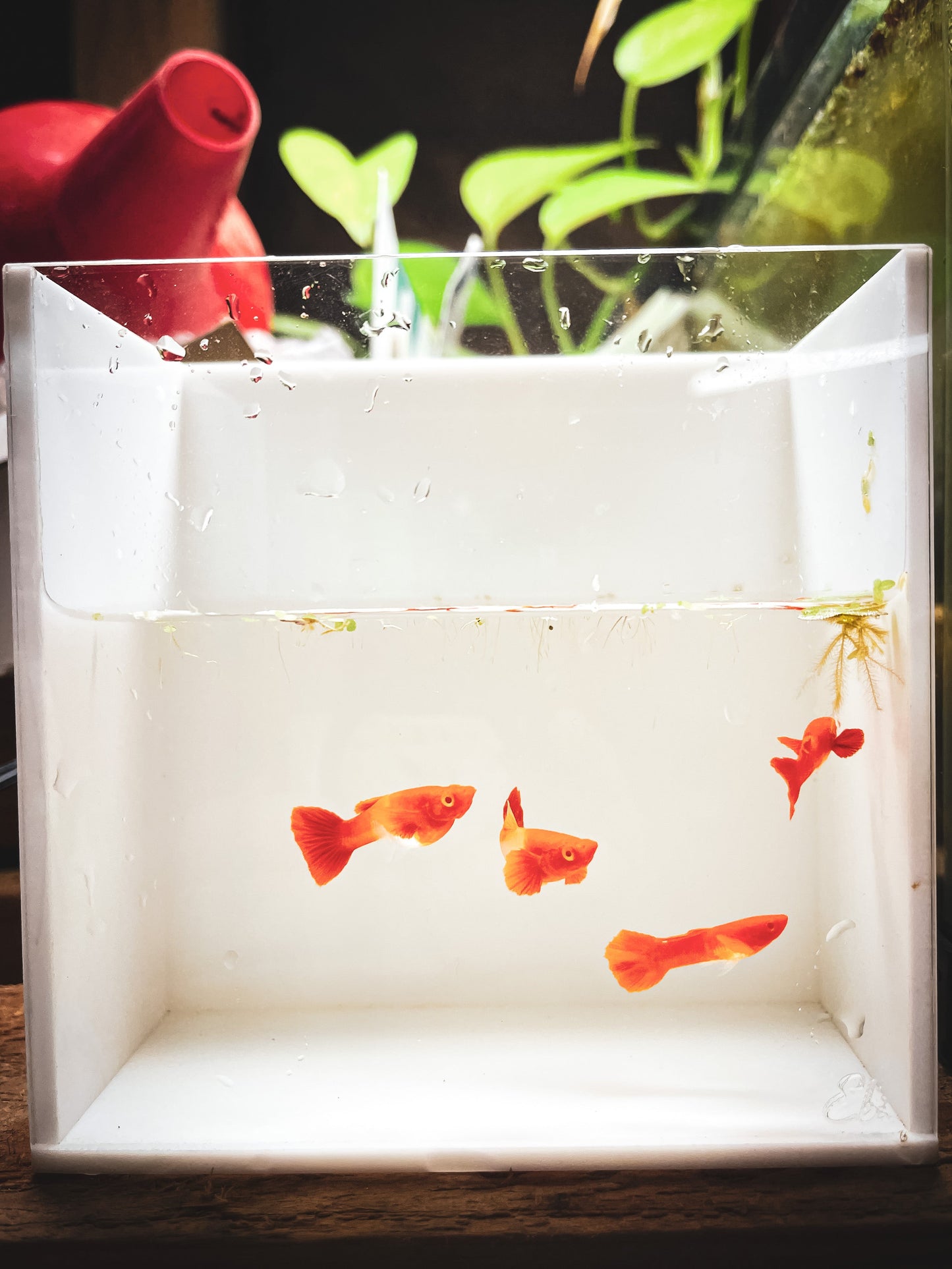 Albino Koi Red Ear Guppy