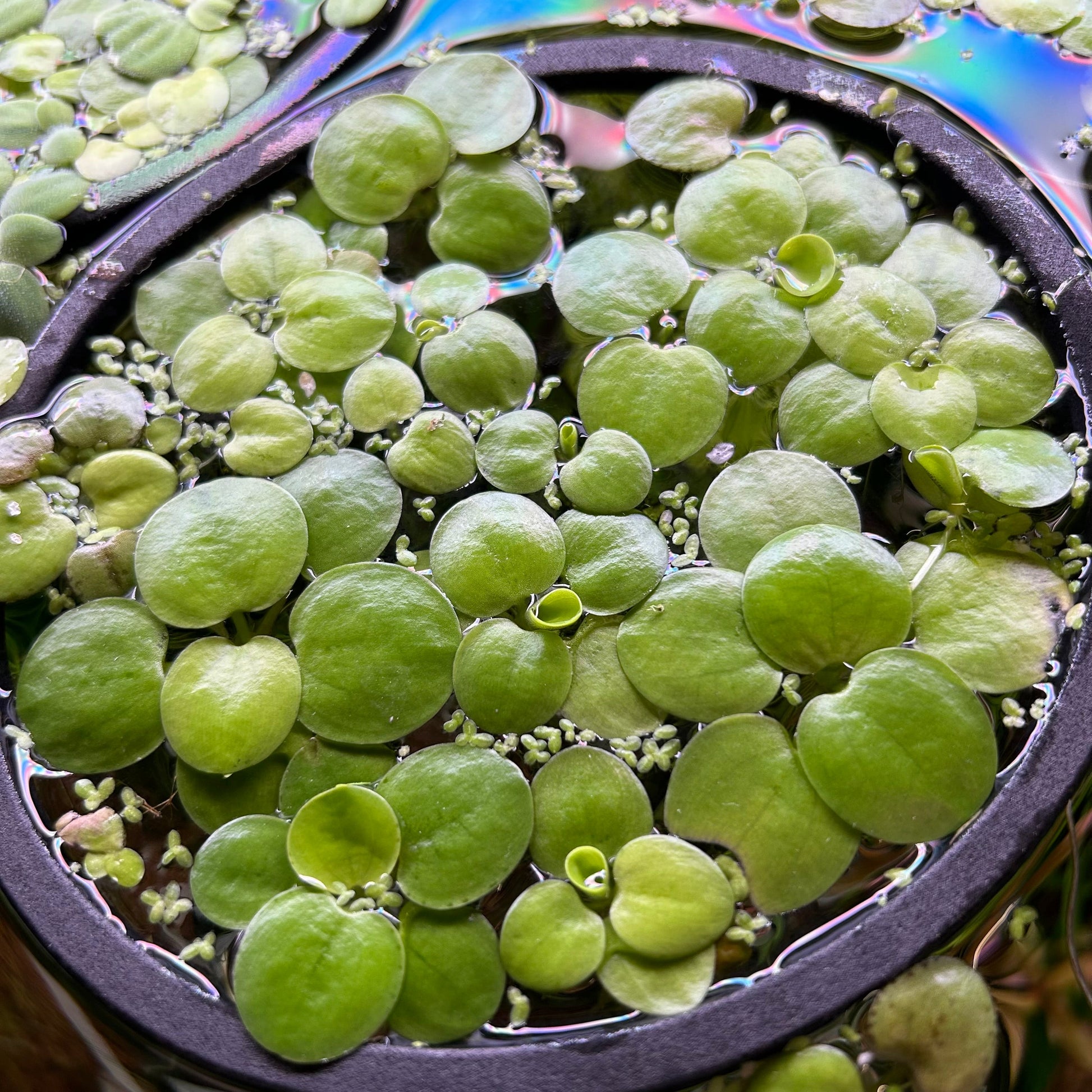 Amazon Frogbit Floaters