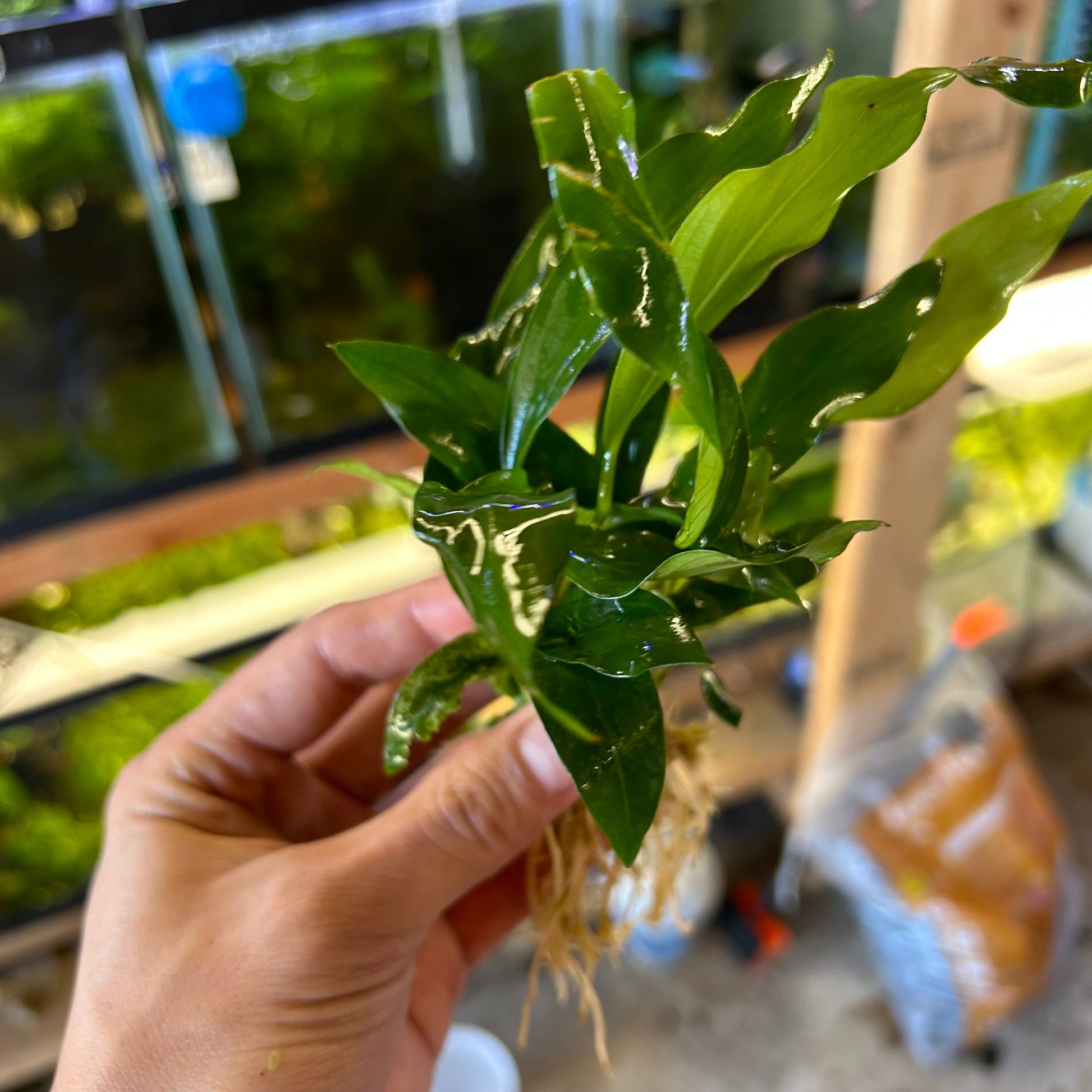 Anubias Congensis