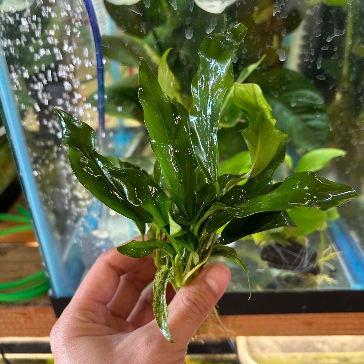 Anubias Congensis