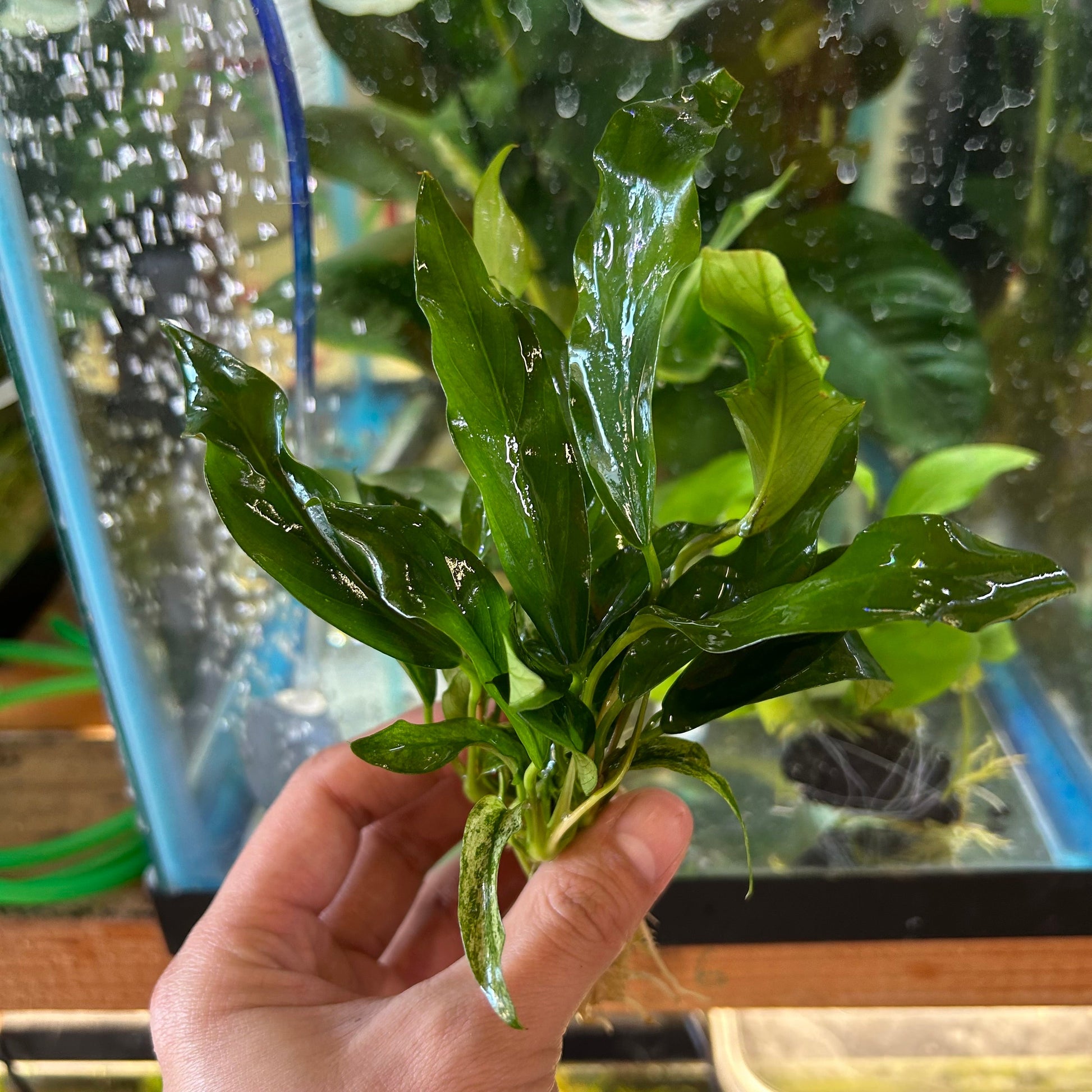 Anubias Congensis