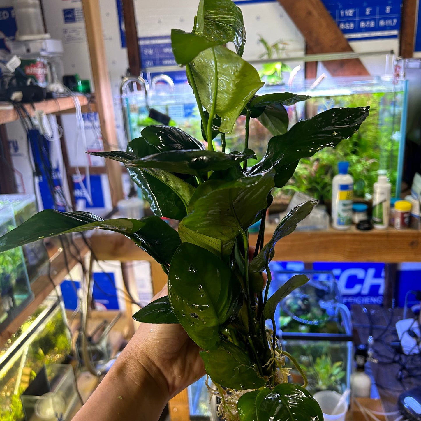 Anubias Nana Giant XL