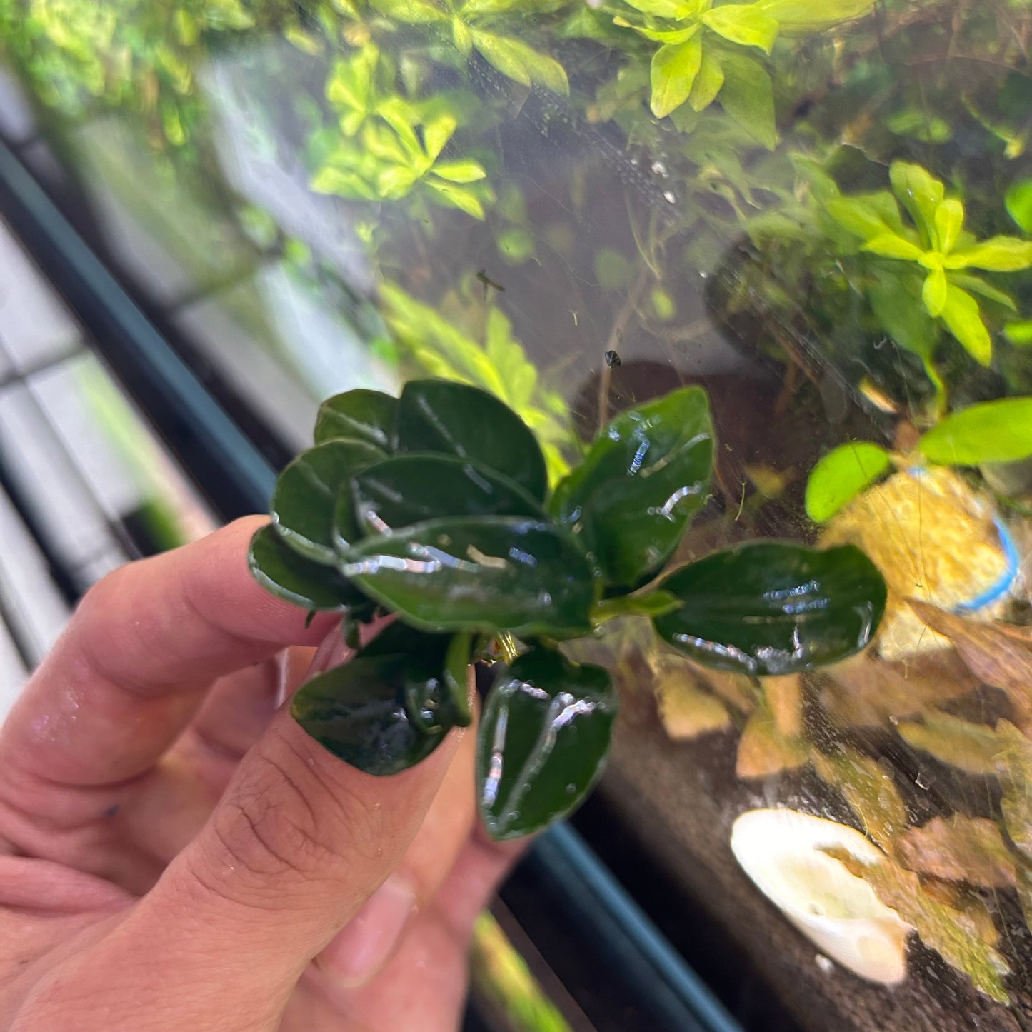 Anubias Nana Petite