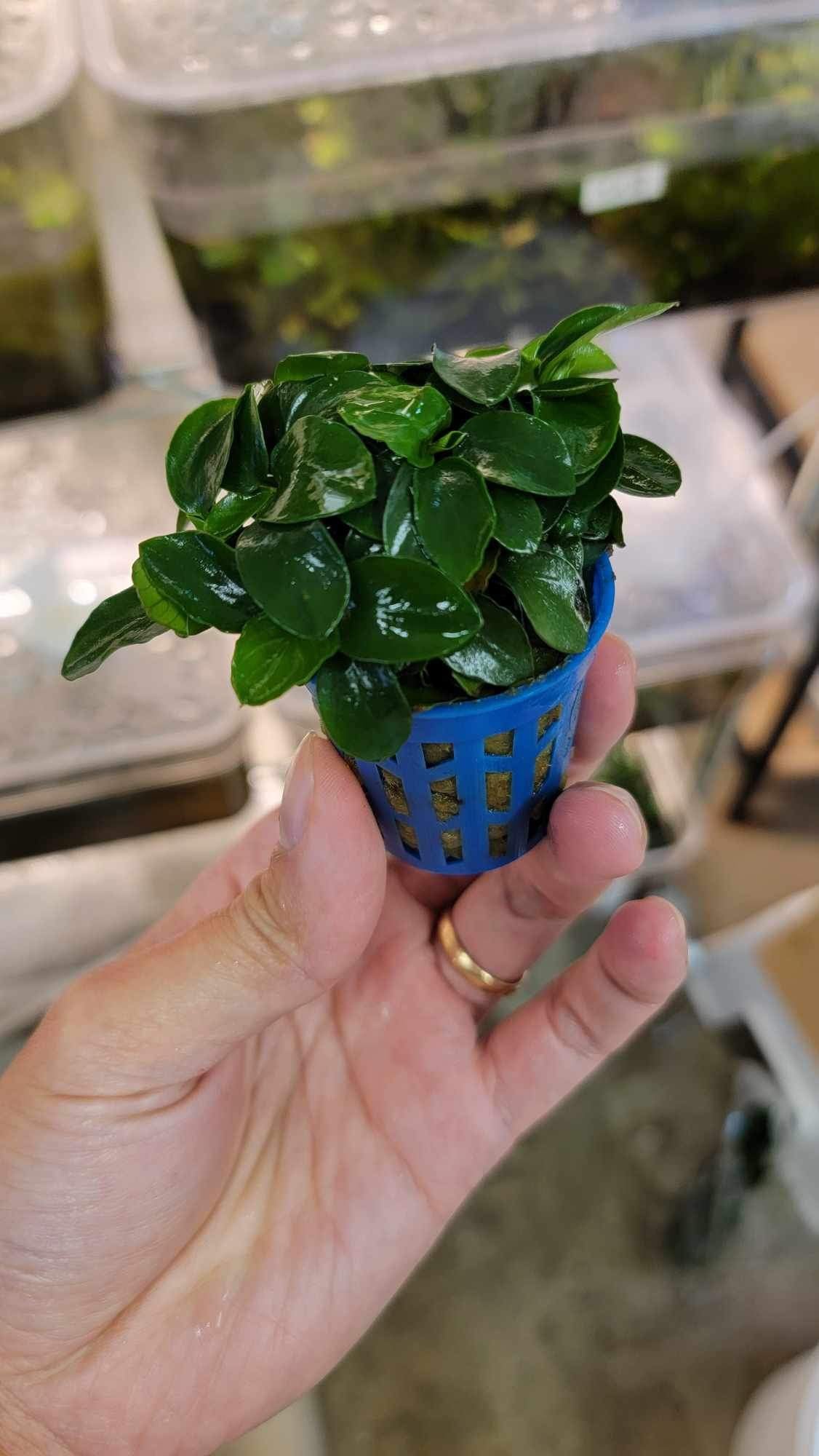 Anubias Nana Petite