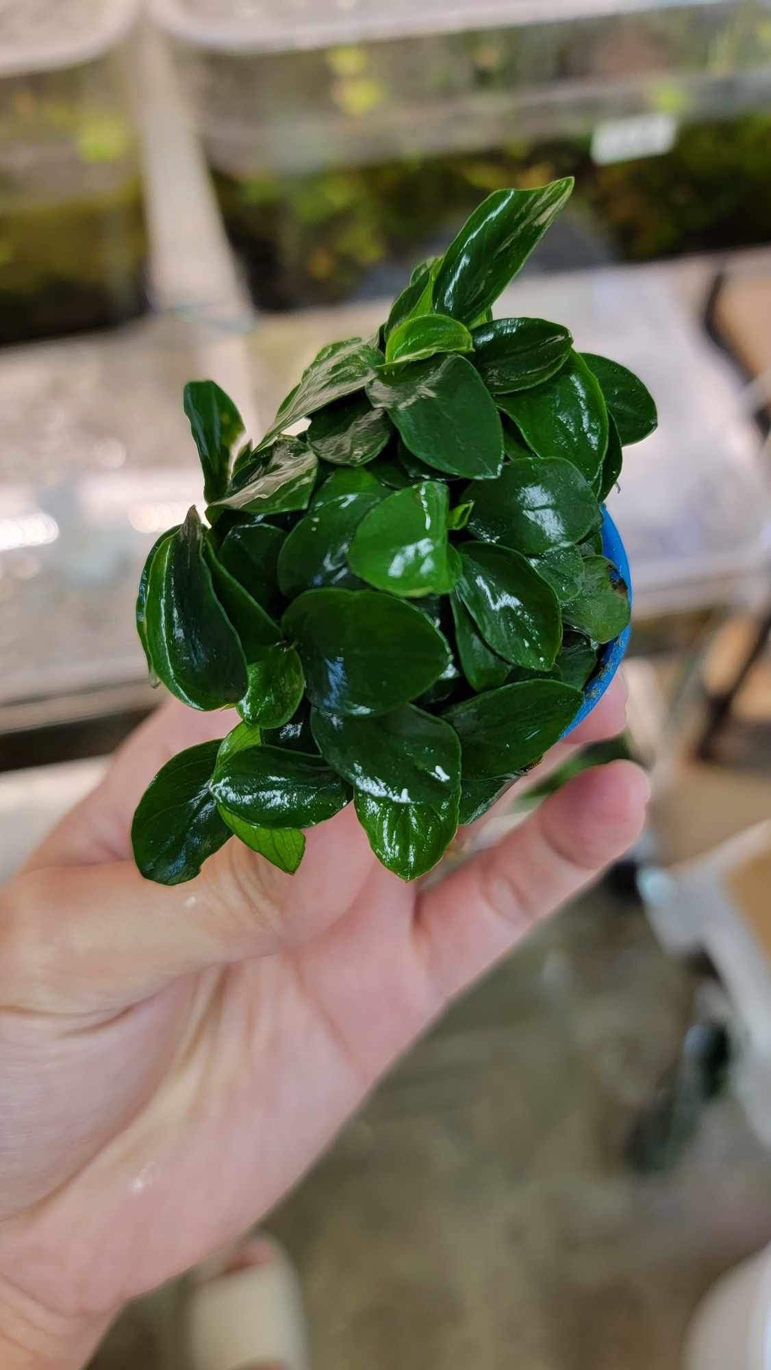 Anubias Nana Petite