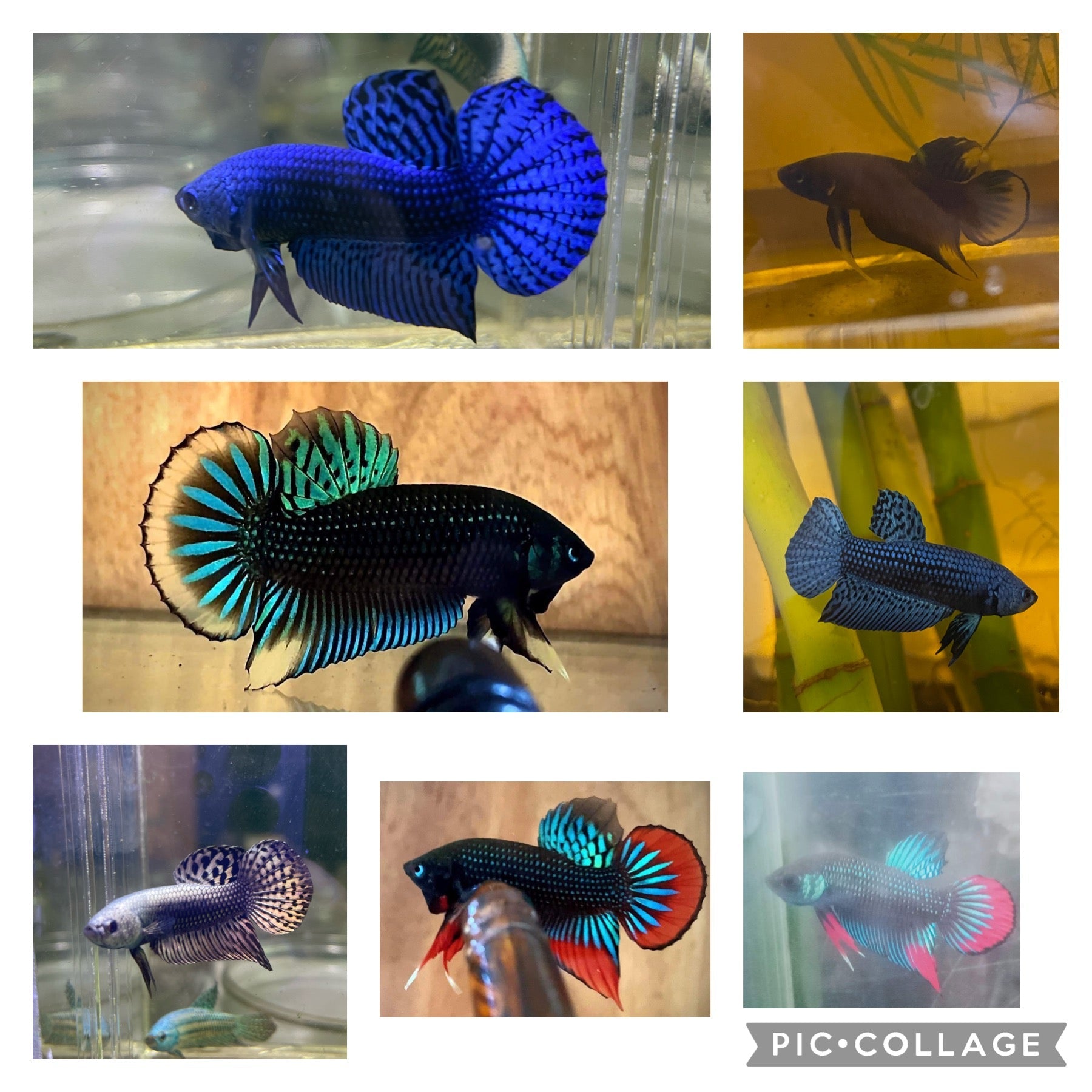 Betta fish clearance wholesale