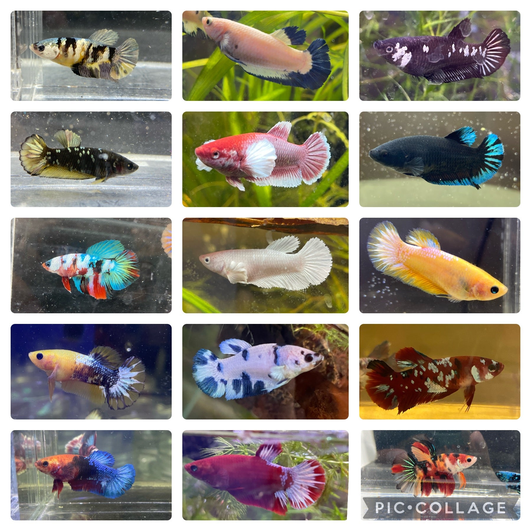 Bulk sales betta fish