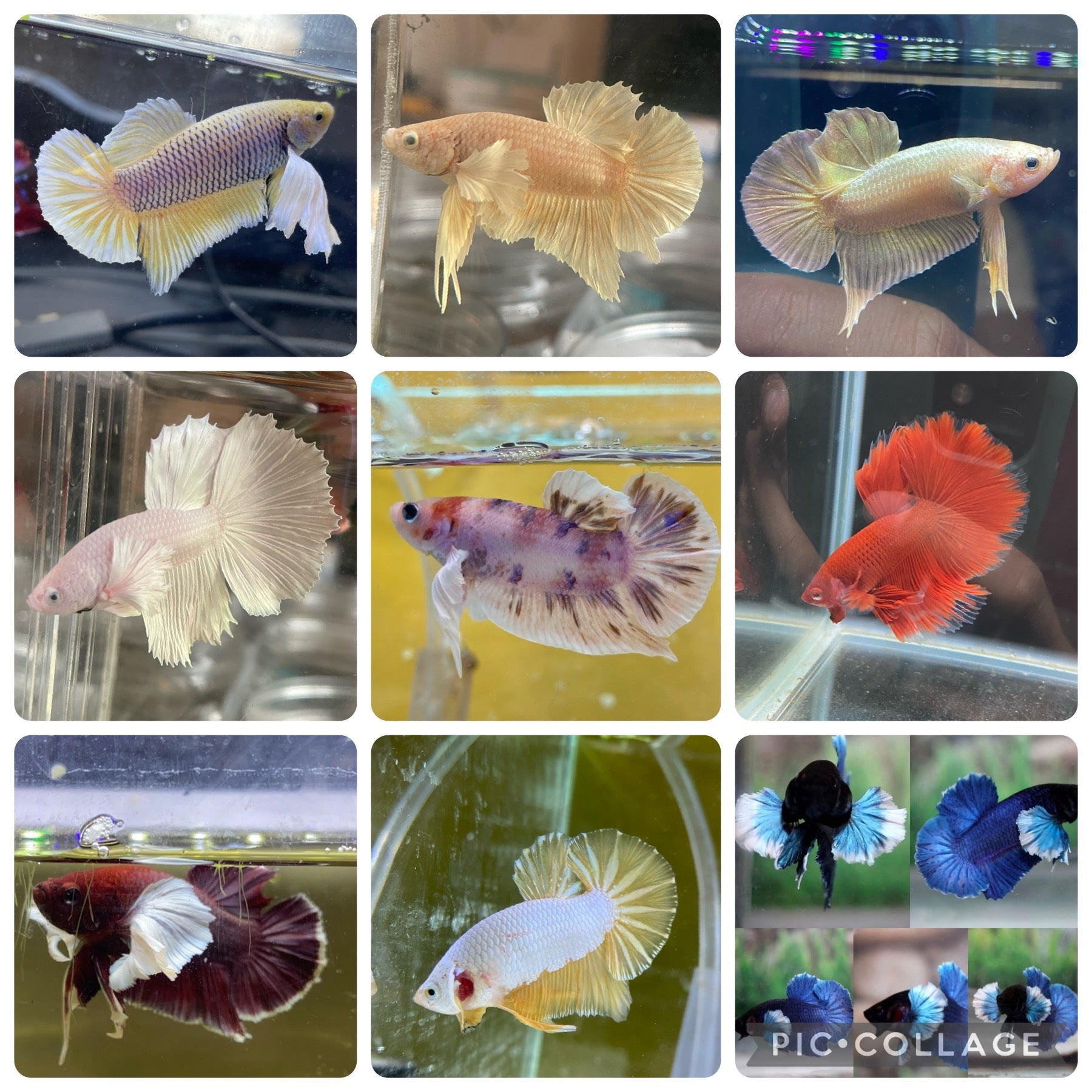 Betta Wholesale Read Description JustFishyThing