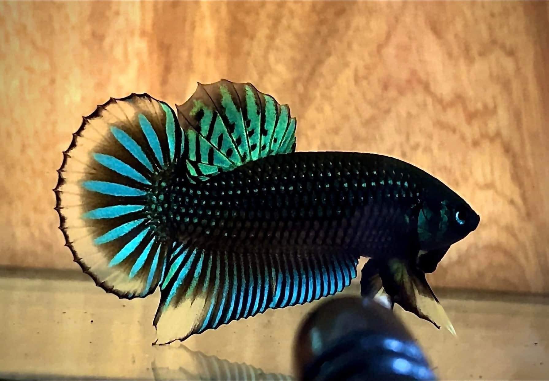 Betta Wholesale [Read Description!]