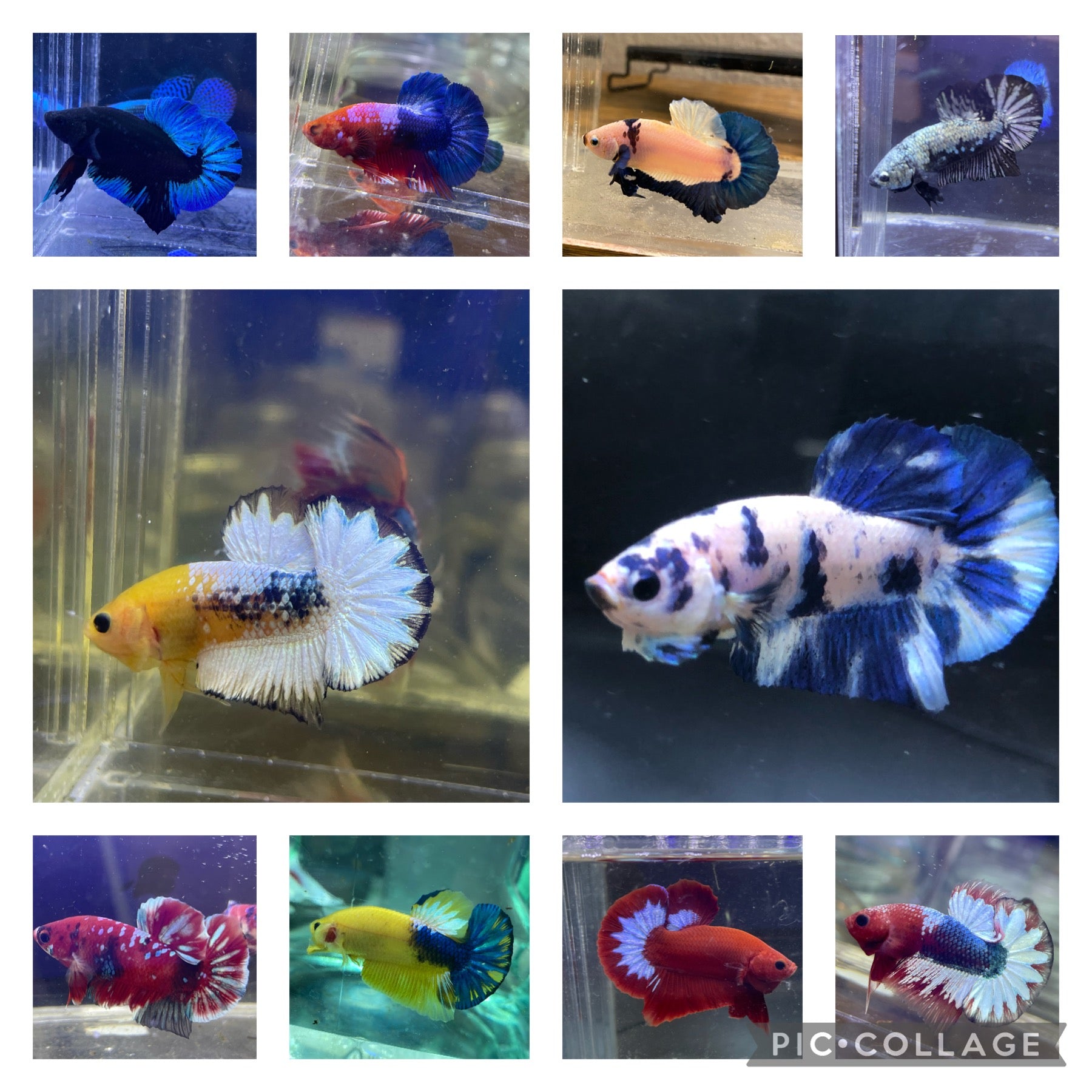 Bulk betta hot sale fish