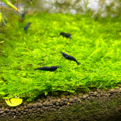 Blue Carbon Diamond shrimps - Best Grade