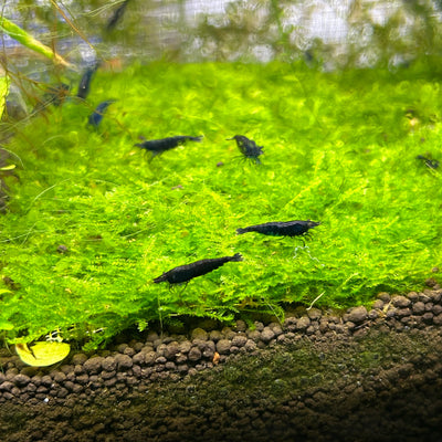 Blue Carbon Diamond shrimps - Best Grade