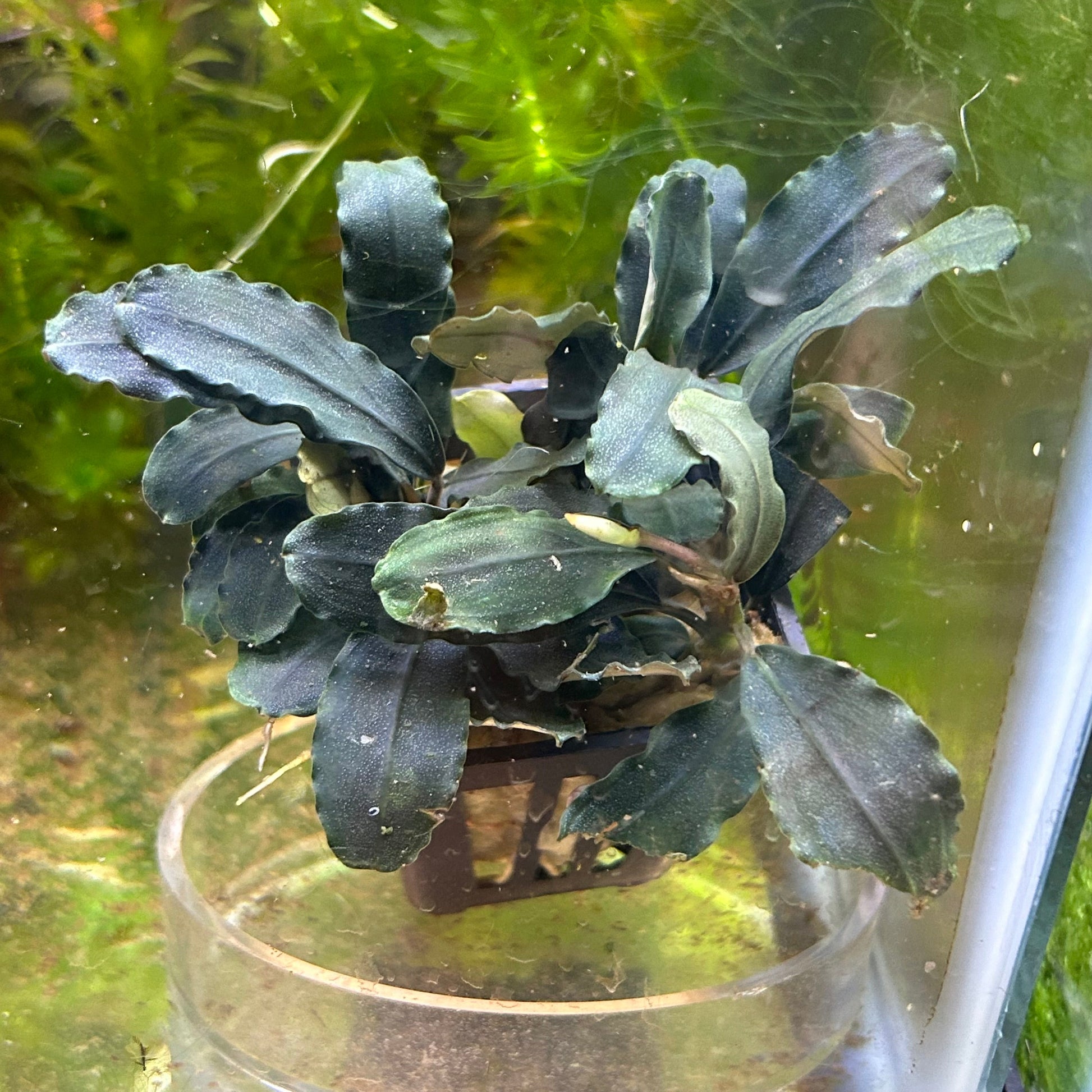 Bucephalandra