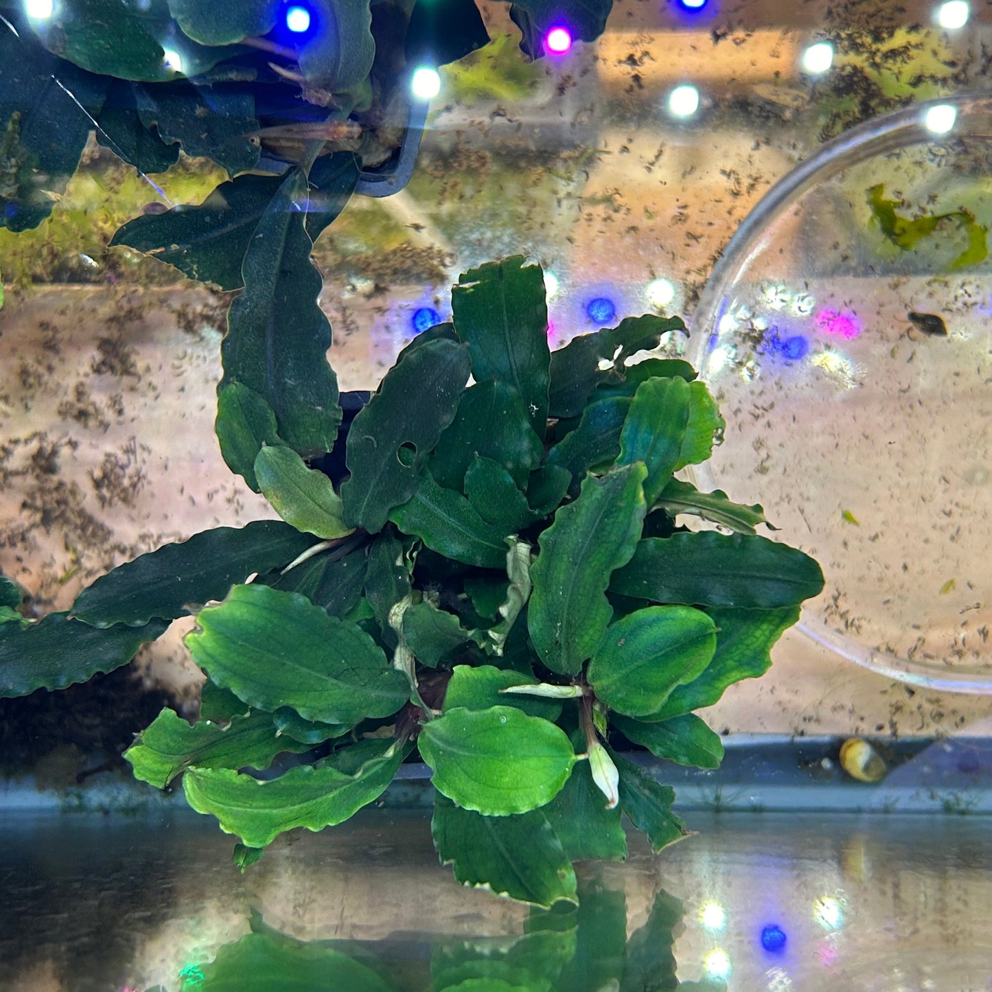 Bucephalandra