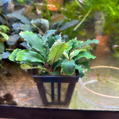 Bucephalandra