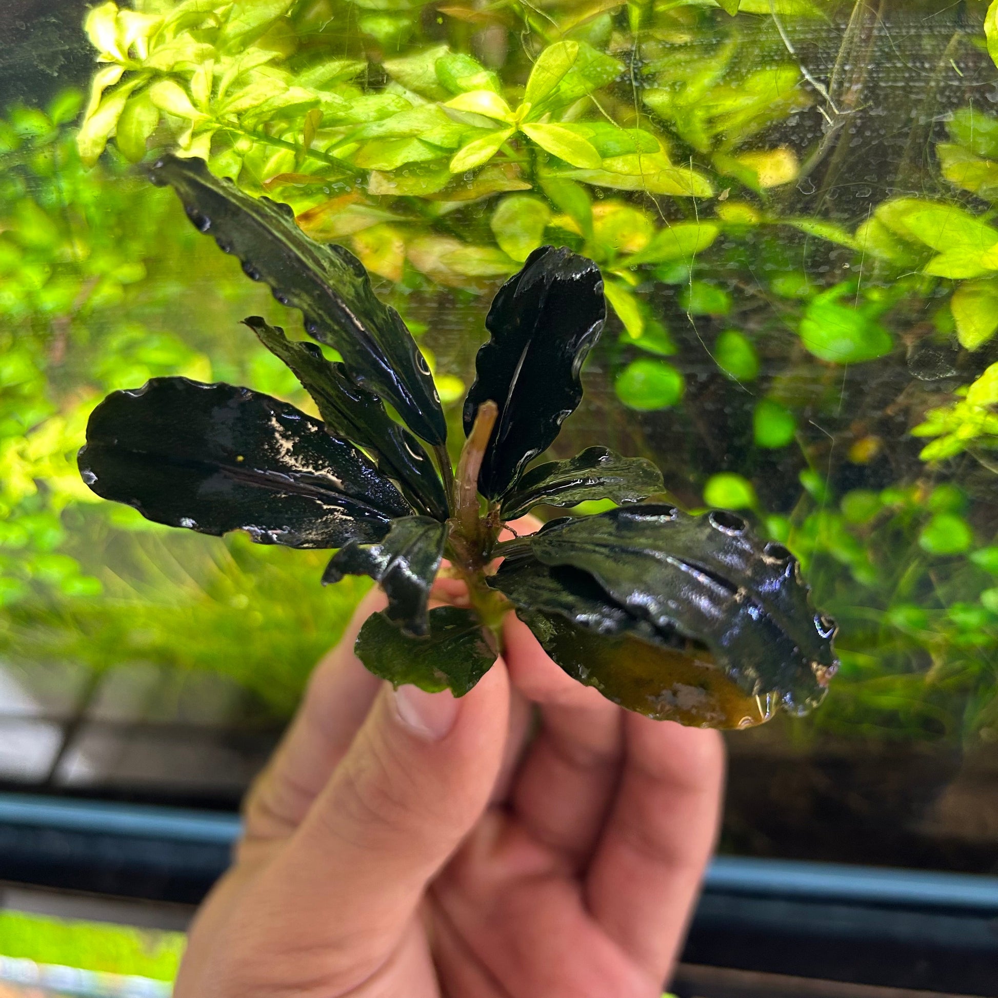 Bucephalandra