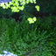 Christmas Moss
