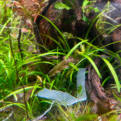 DWARF SAGITTARIA SUBULATA